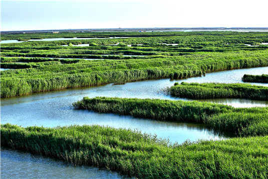 曹妃甸湿地.jpg